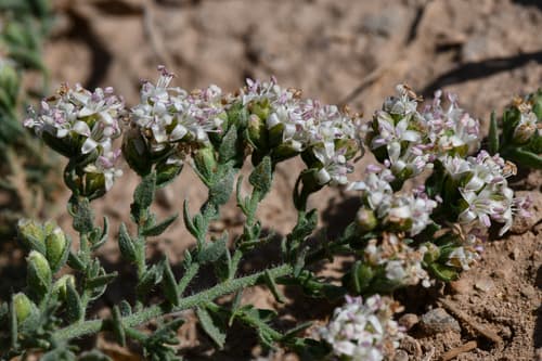 Crete alkaliweed