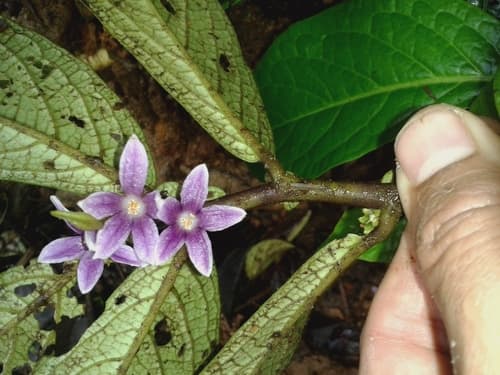 Cuatresia harlingiana