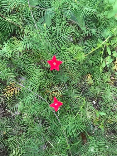 Cypress Vine