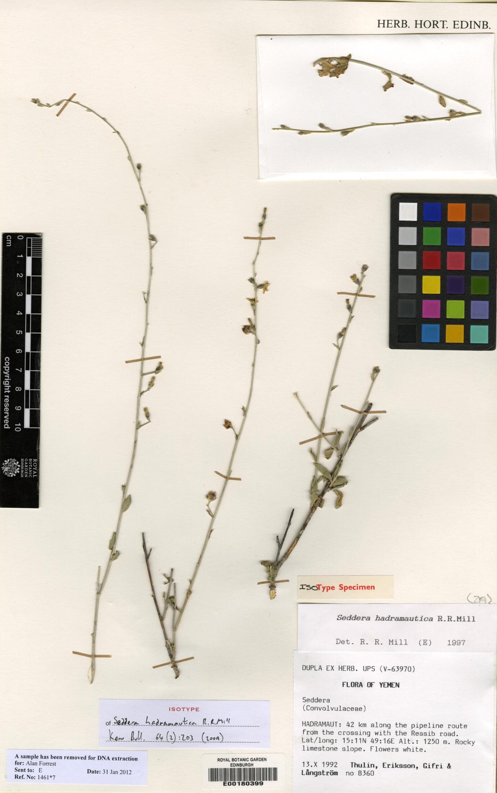 Seddera hadramautica