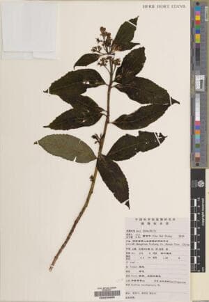 Hydrangea yaoshanensis