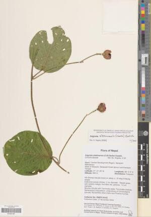 Argyreia sikkimensis