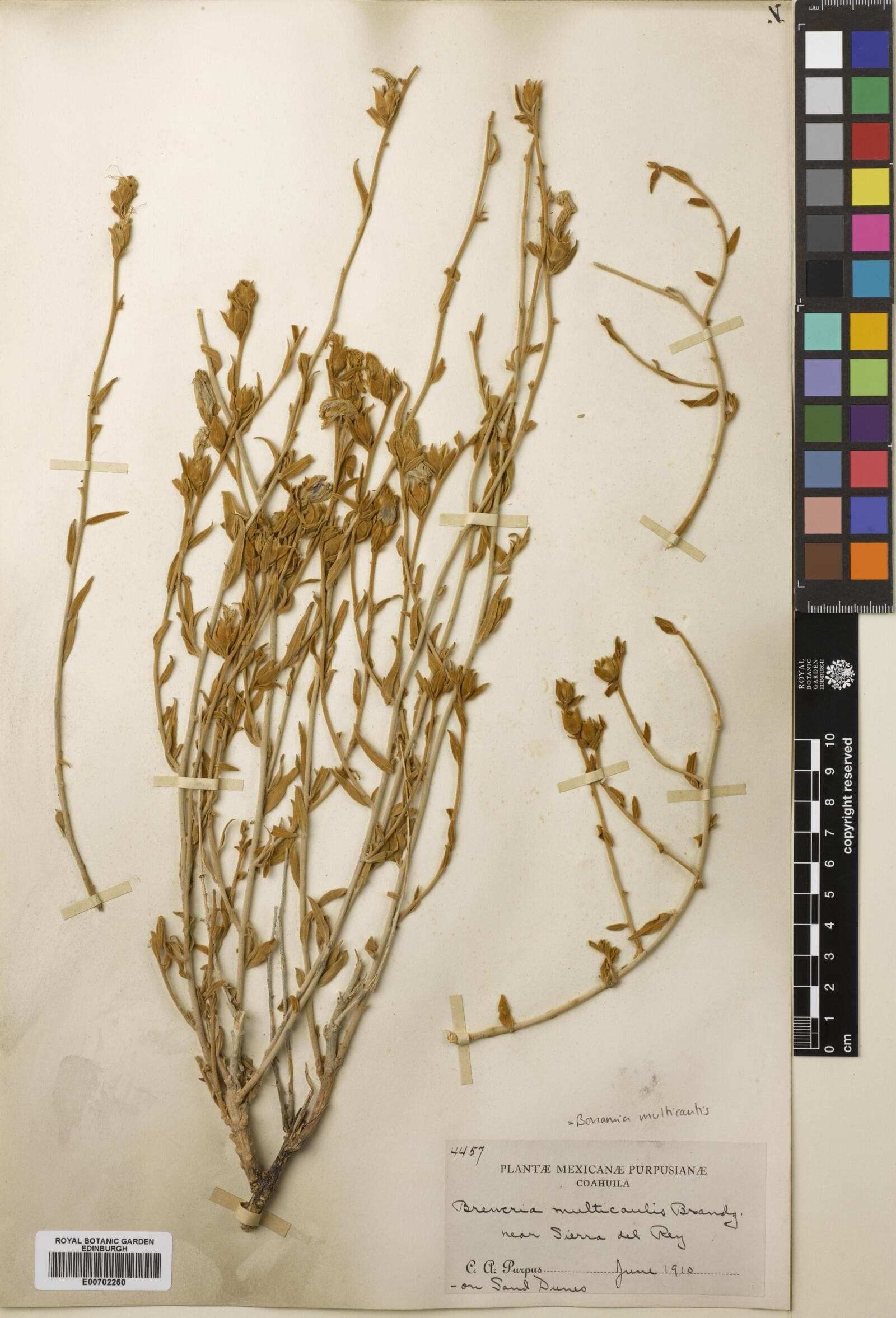 Bonamia multicaulis