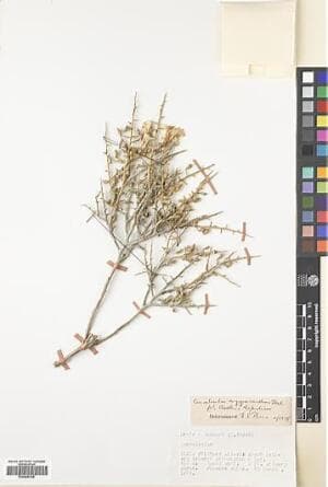Convolvulus argyracanthus