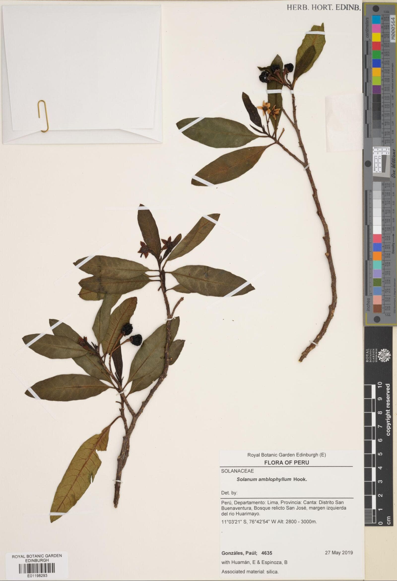 Solanum amblophyllum