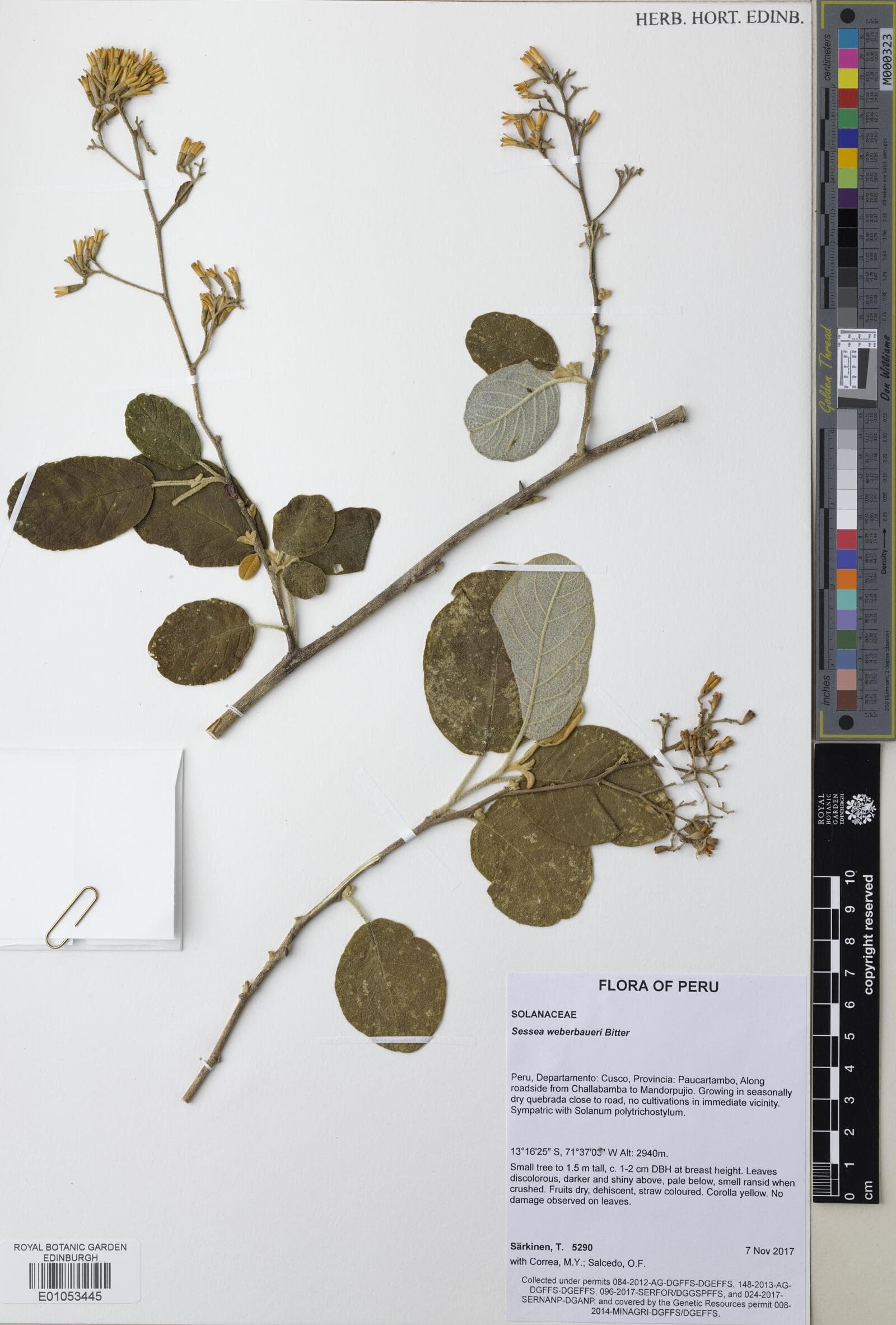 Cestrum mancoi