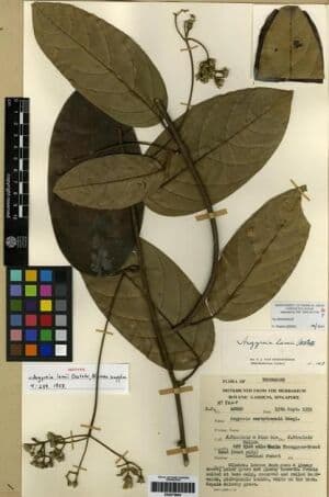 Argyreia lamii