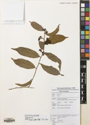 Erycibe elliptilimba