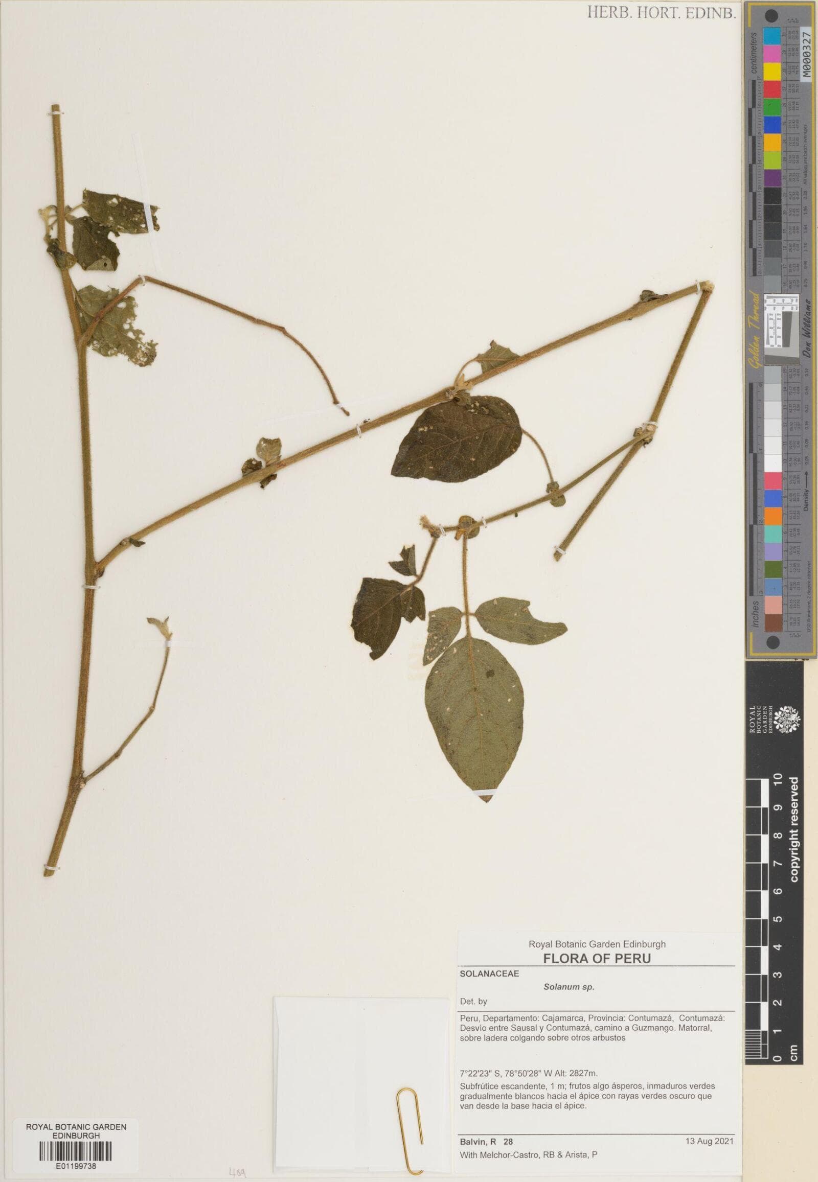 Solanum cochoae
