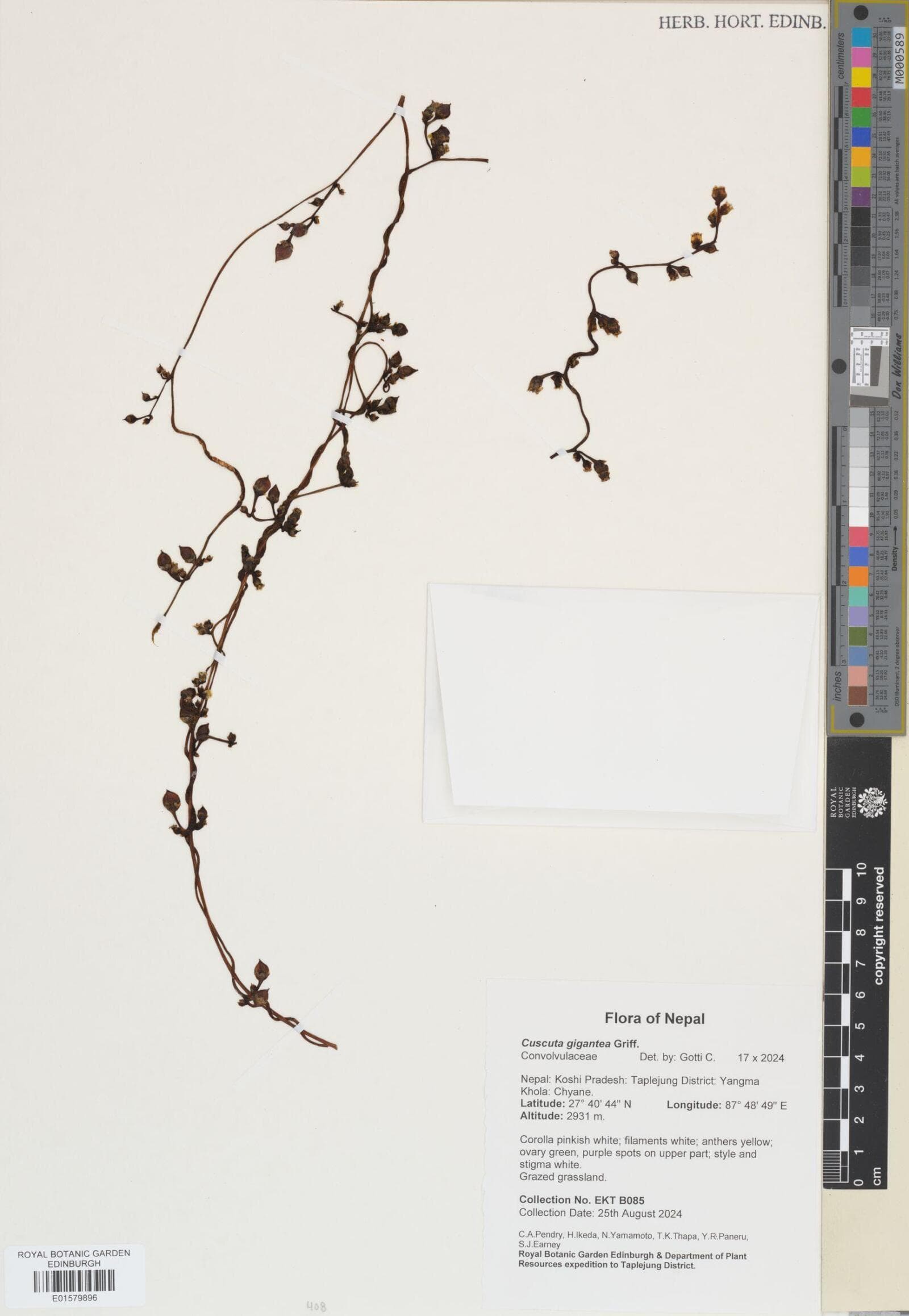 Cuscuta gigantea