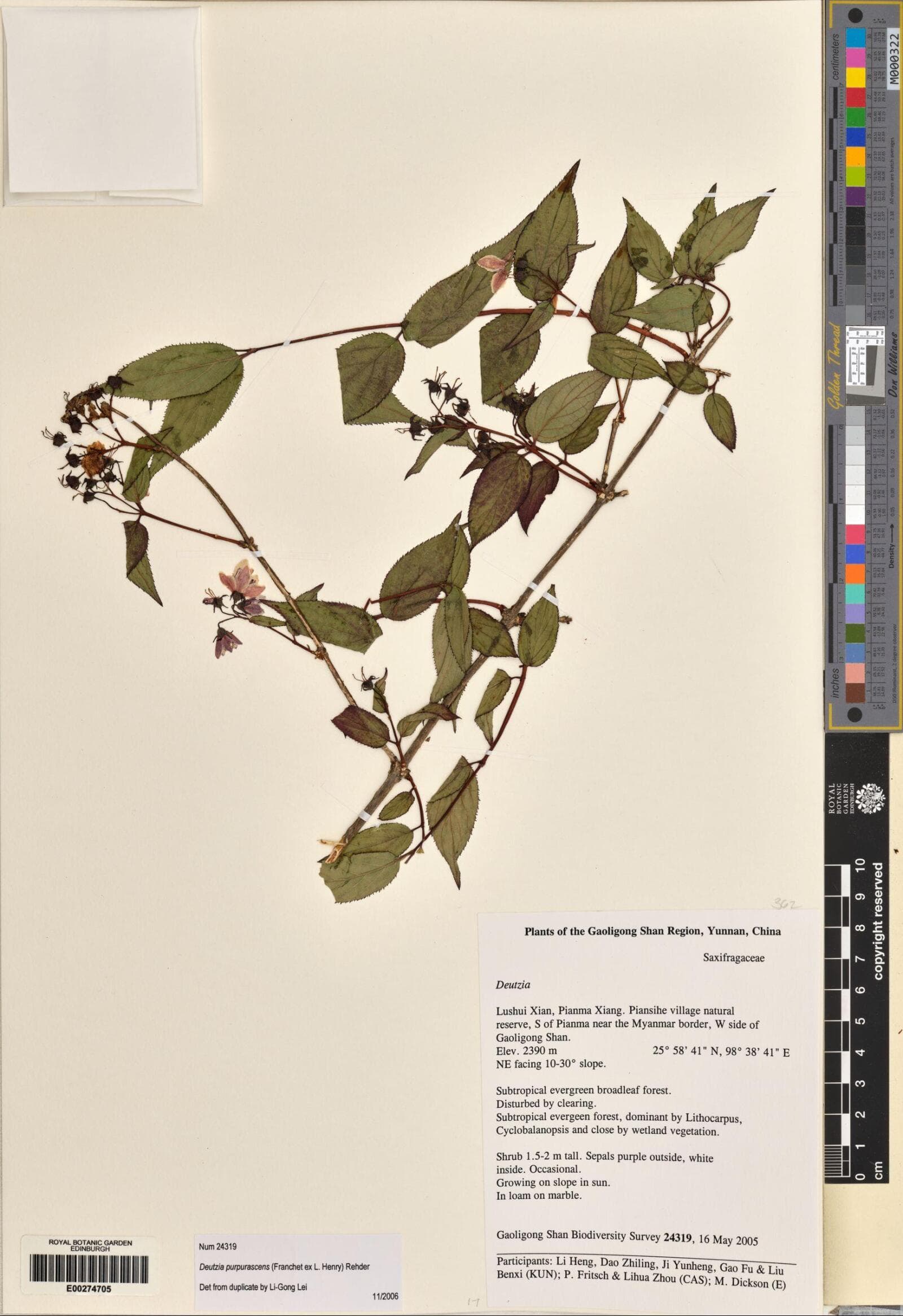 Deutzia purpurascens