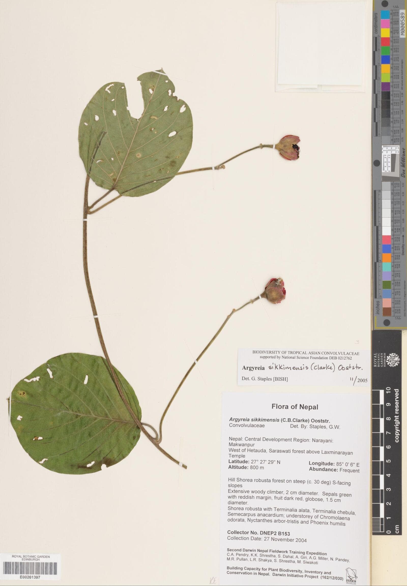 Argyreia sikkimensis