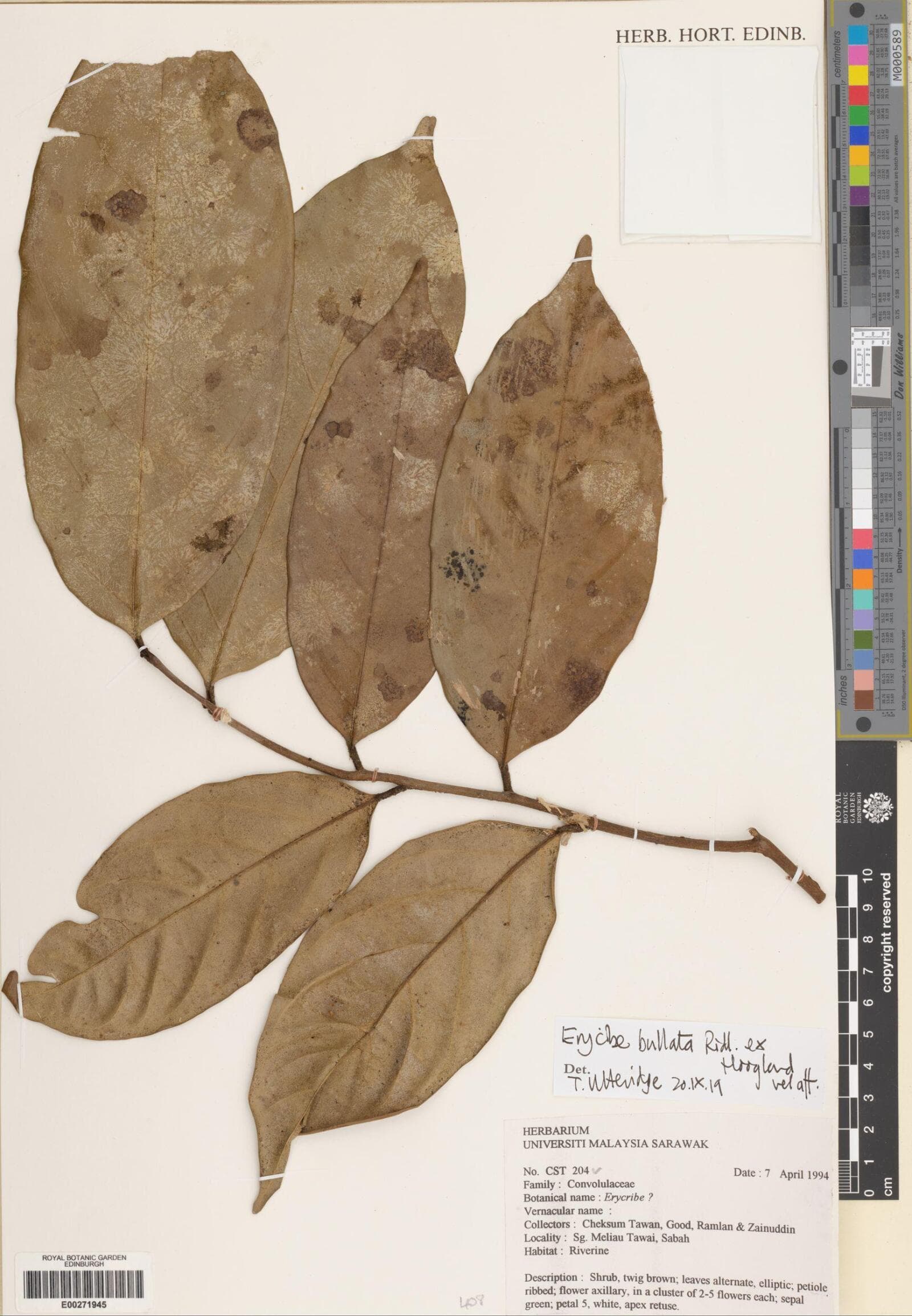 Erycibe bullata