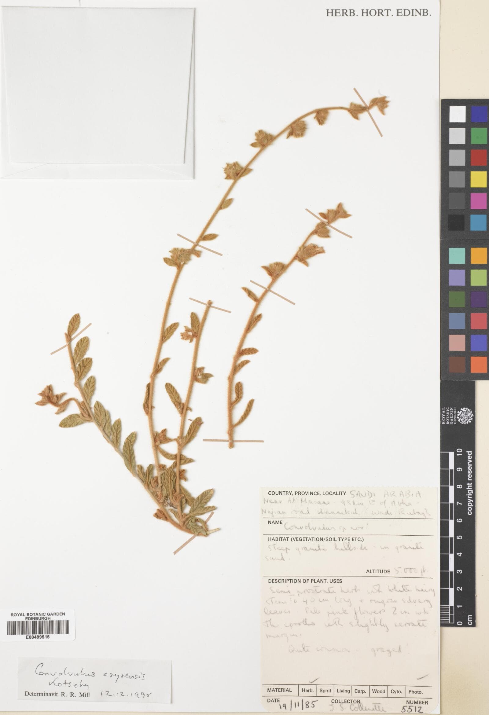 Convolvulus asyrensis
