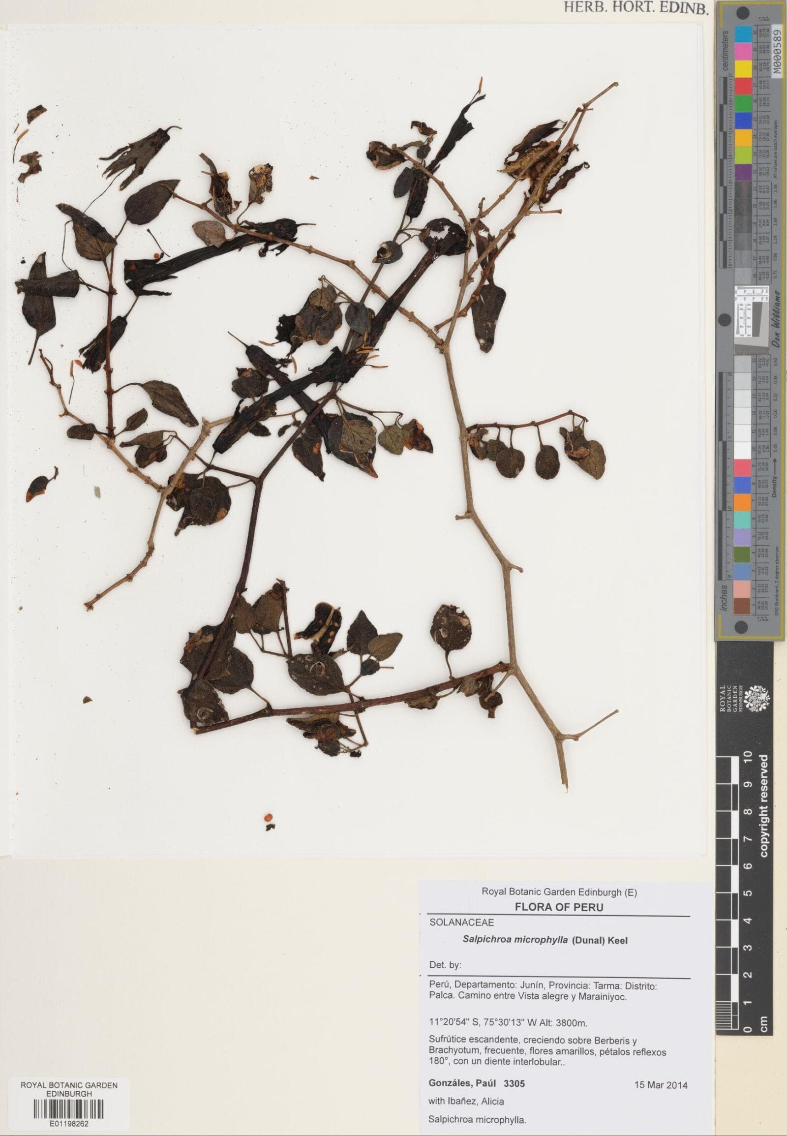 Salpichroa microphylla