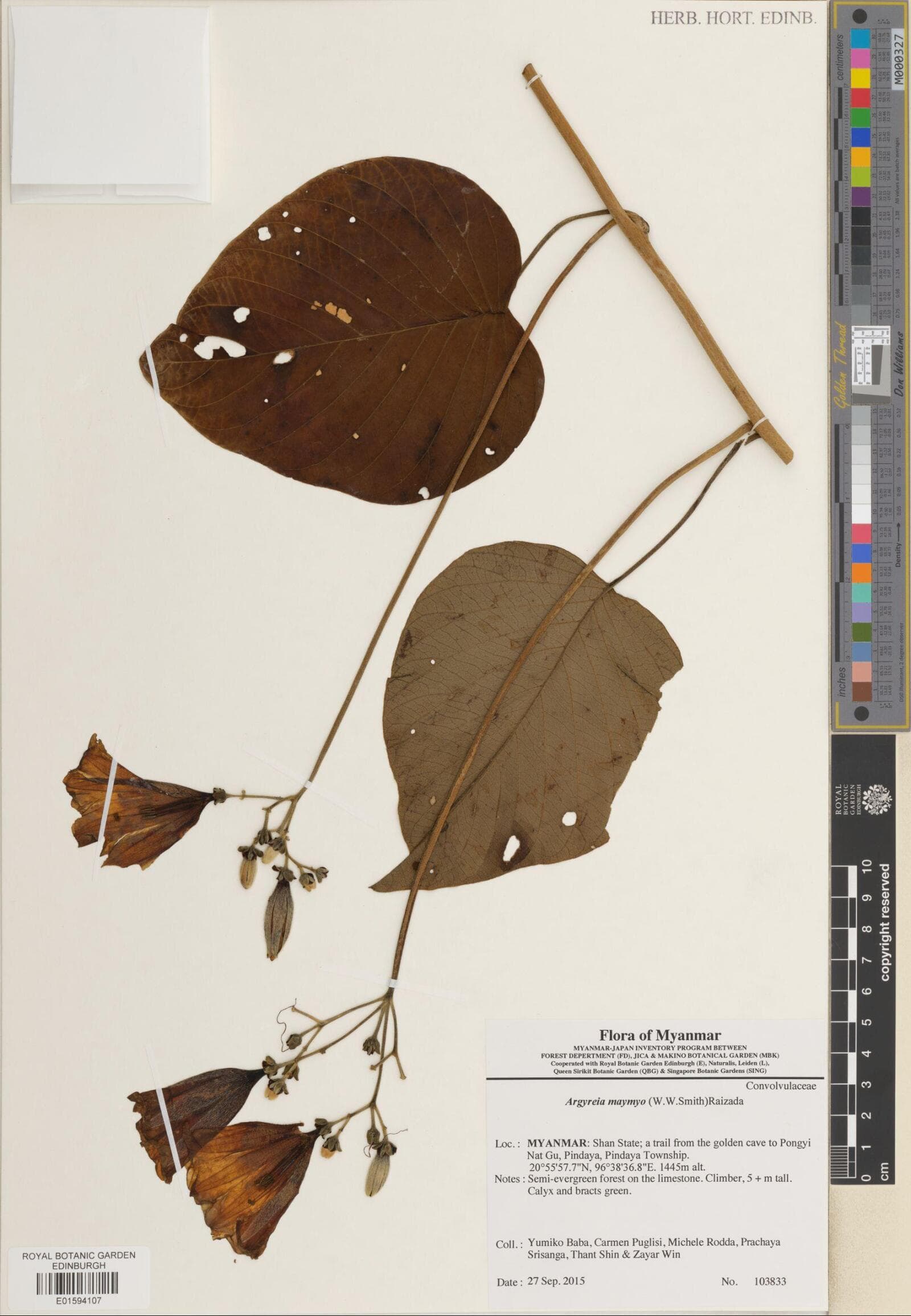 Melville's Argyreia