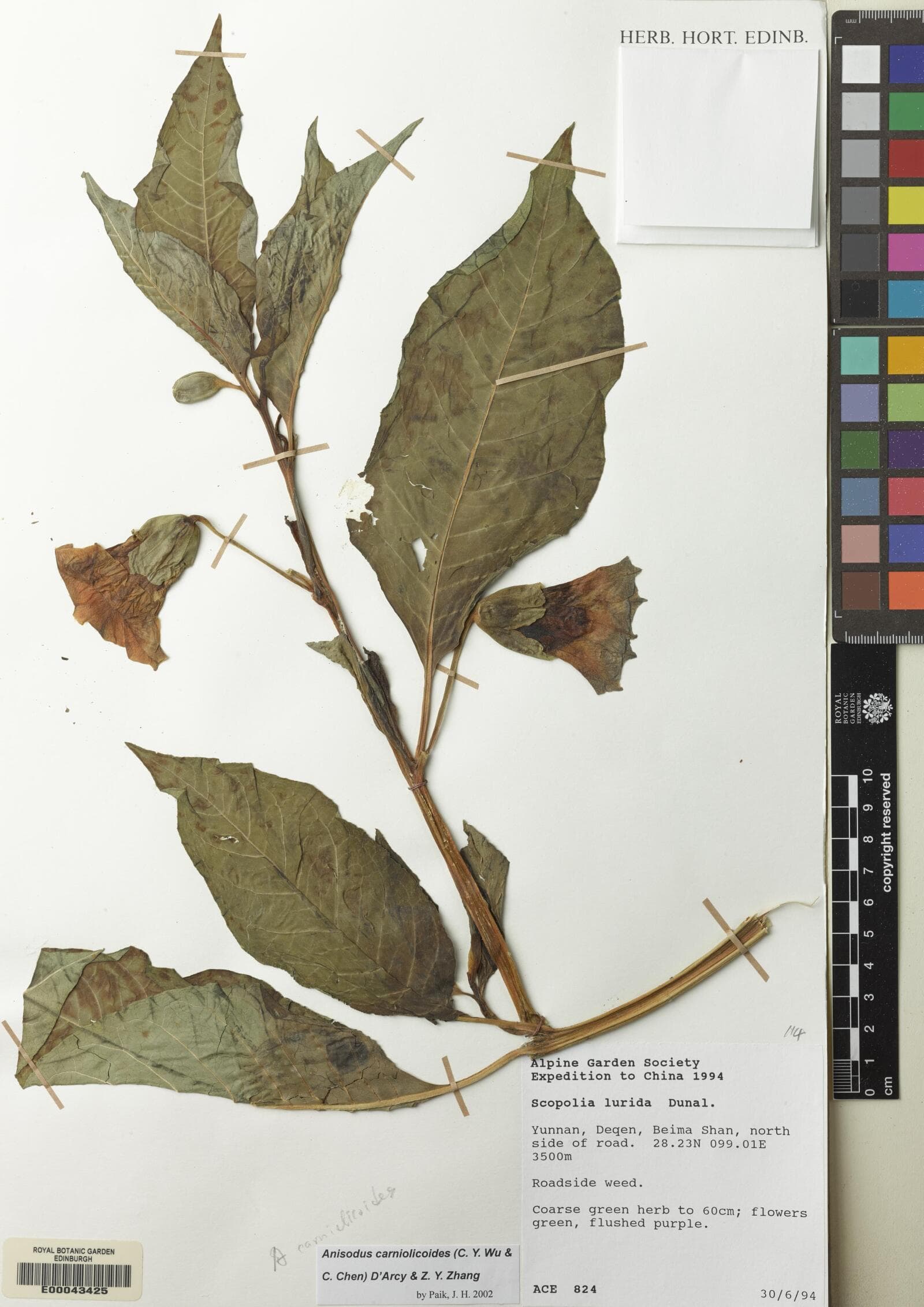 Anisodus carniolicoides