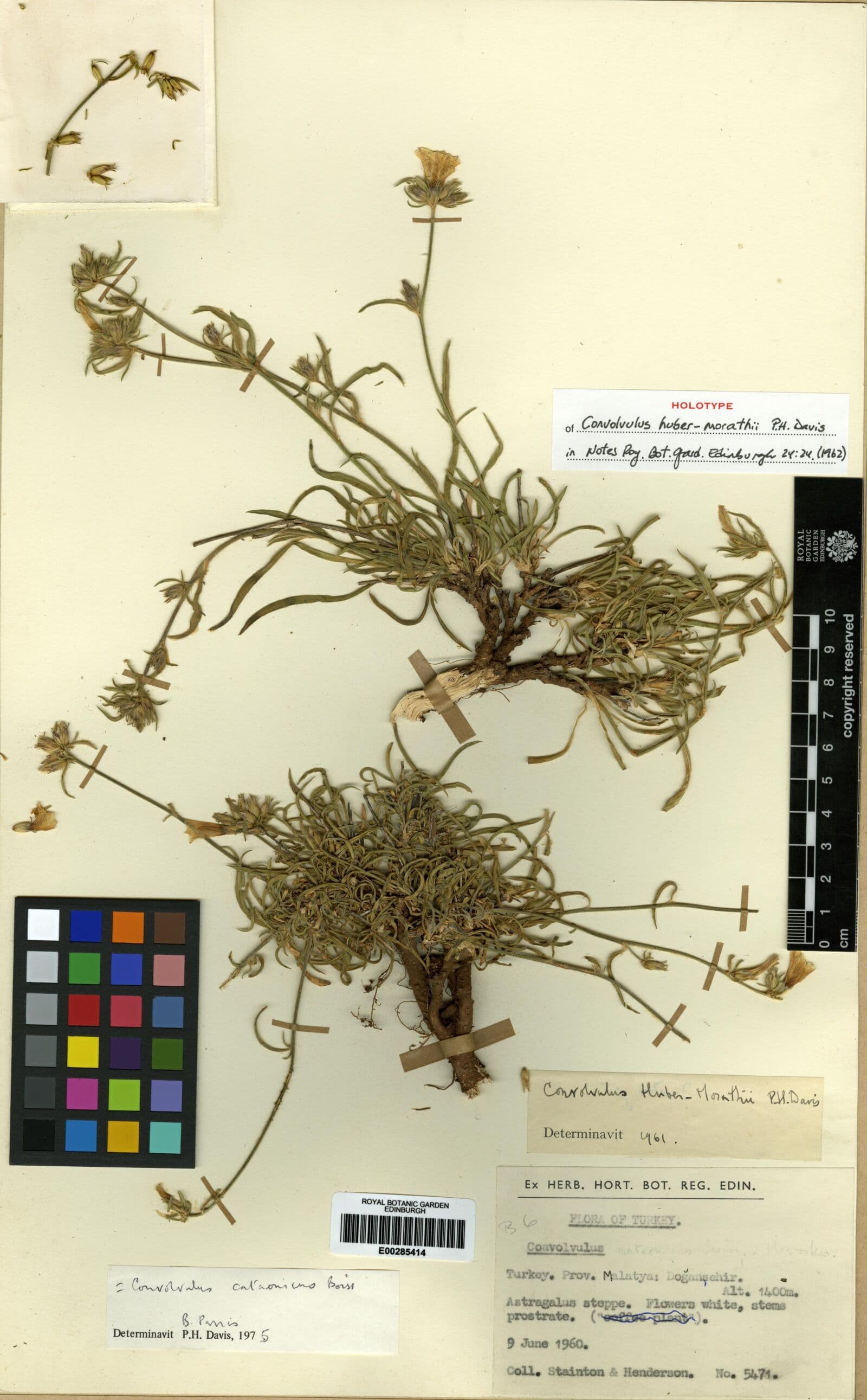Convolvulus cataonicus