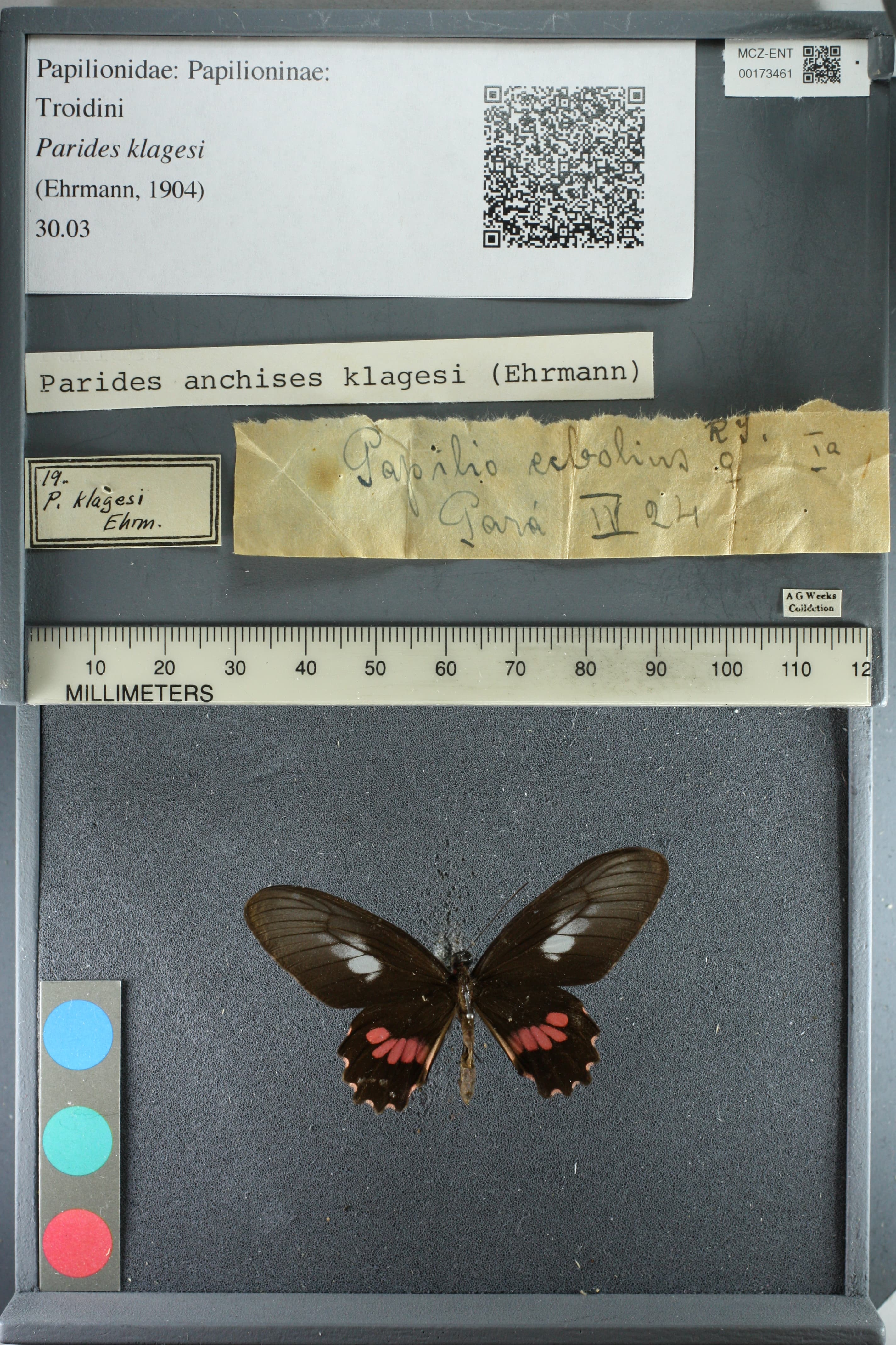 Parides klagesi