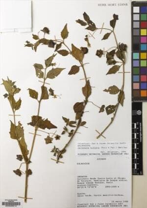 Jaltomata biflora