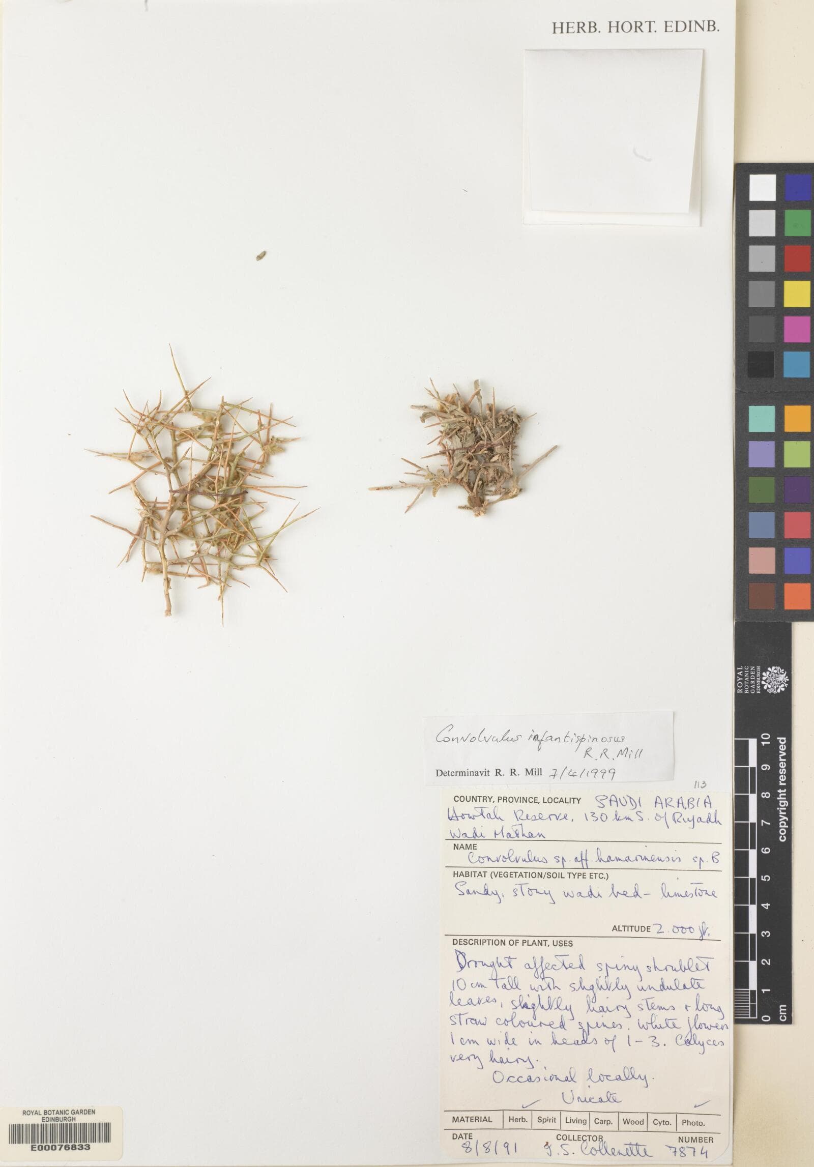 Convolvulus hamrinensis