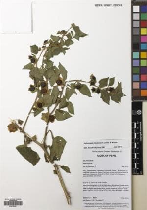 Jaltomata chotanae
