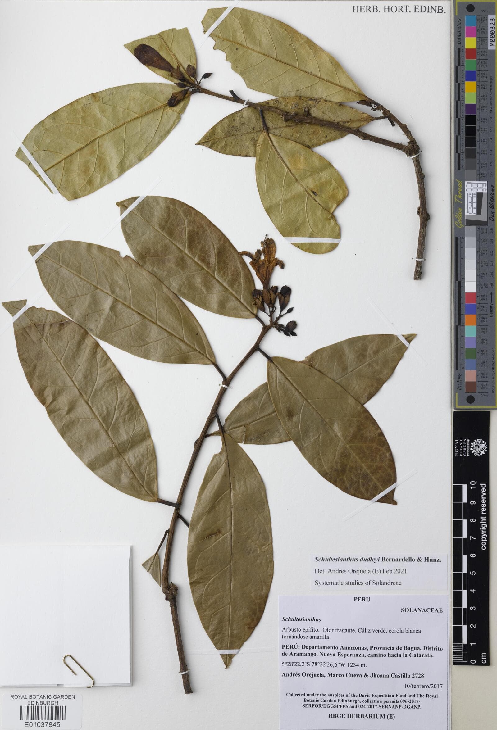 Schultesianthus dudleyi