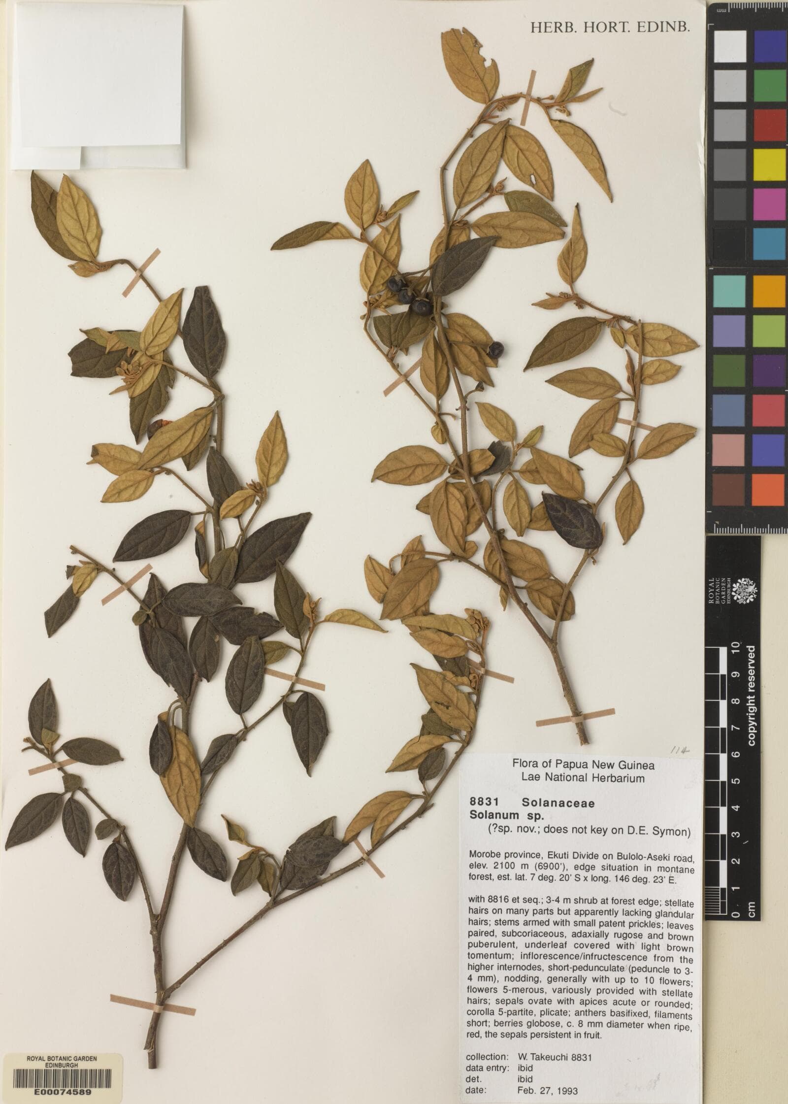 Solanum papuanum