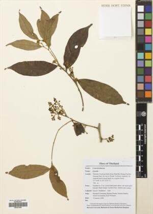 Erycibe stapfiana