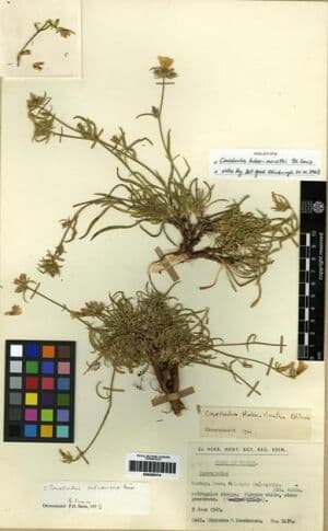 Convolvulus cataonicus