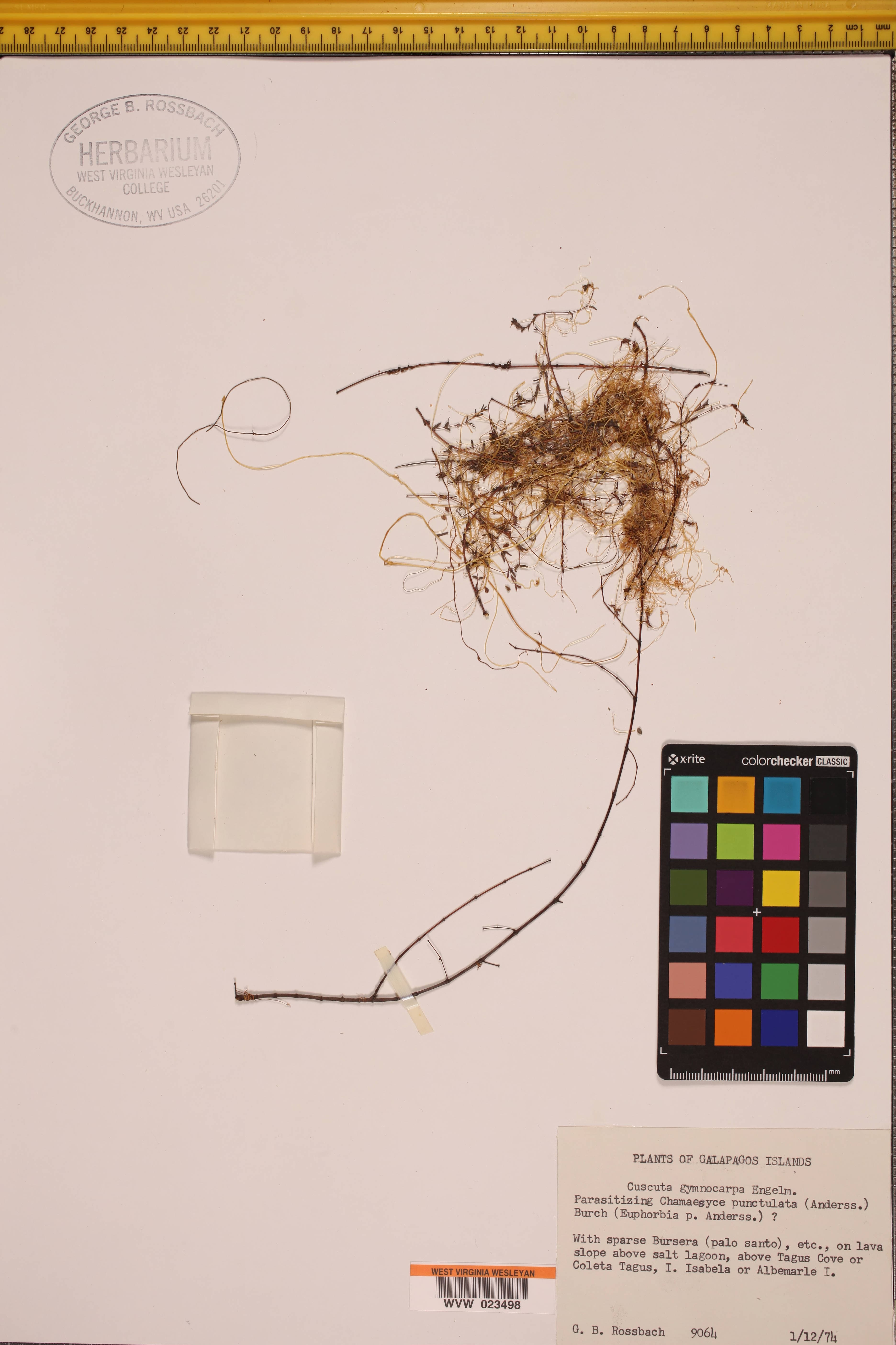 Cuscuta gymnocarpa