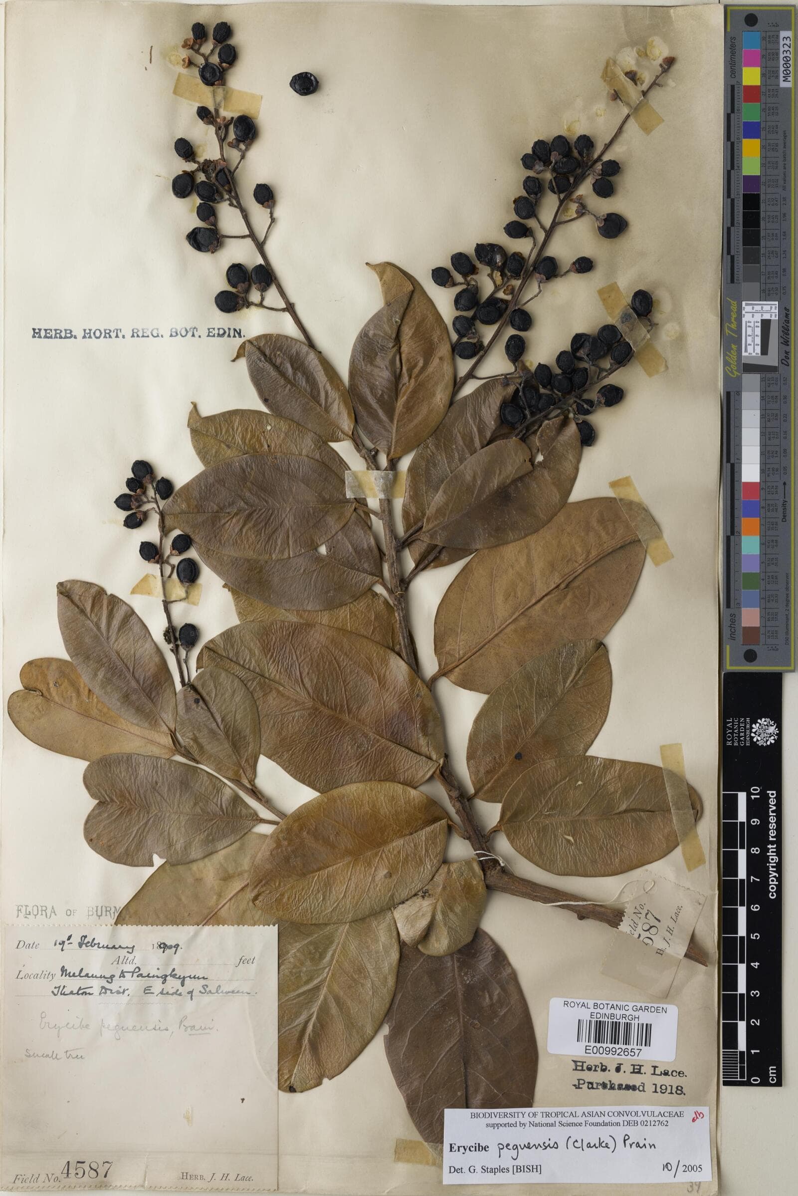 Erycibe peguensis