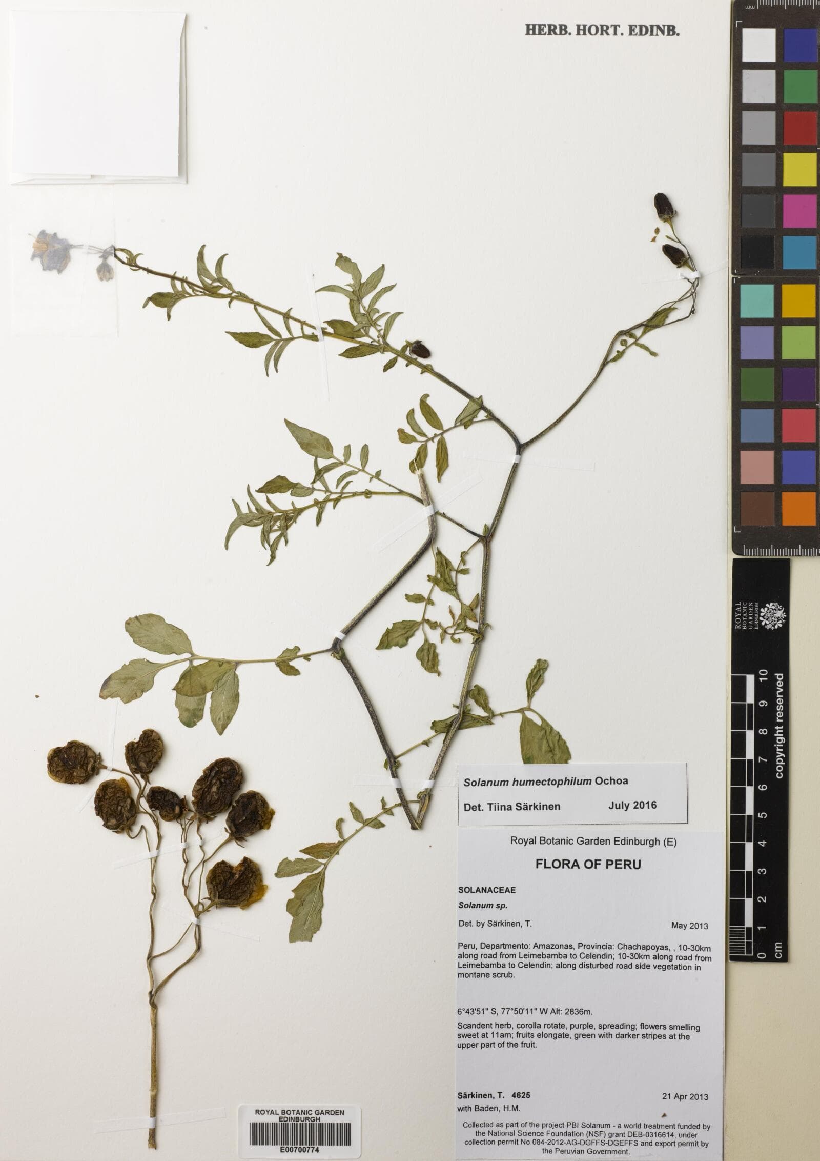 Solanum humectophilum