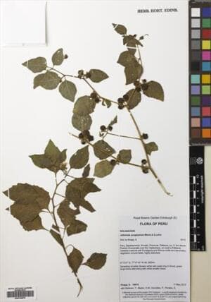 Jaltomata yungayensis