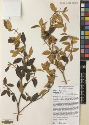 Solanum papuanum