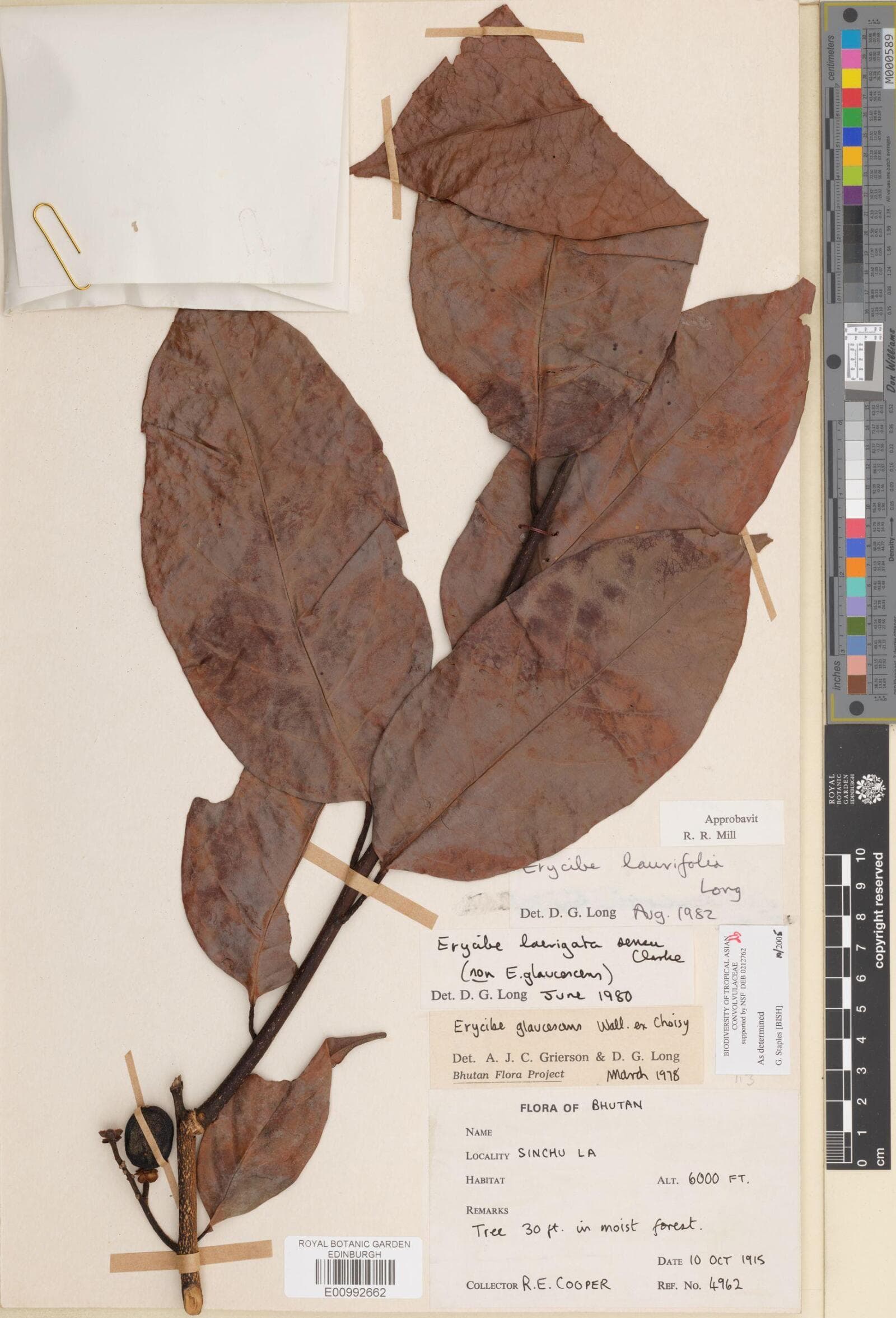 Erycibe laurifolia