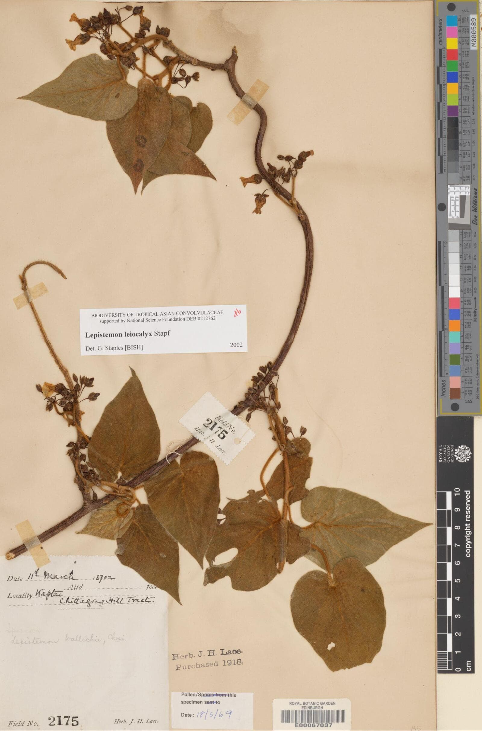 Lepistemon leiocalyx