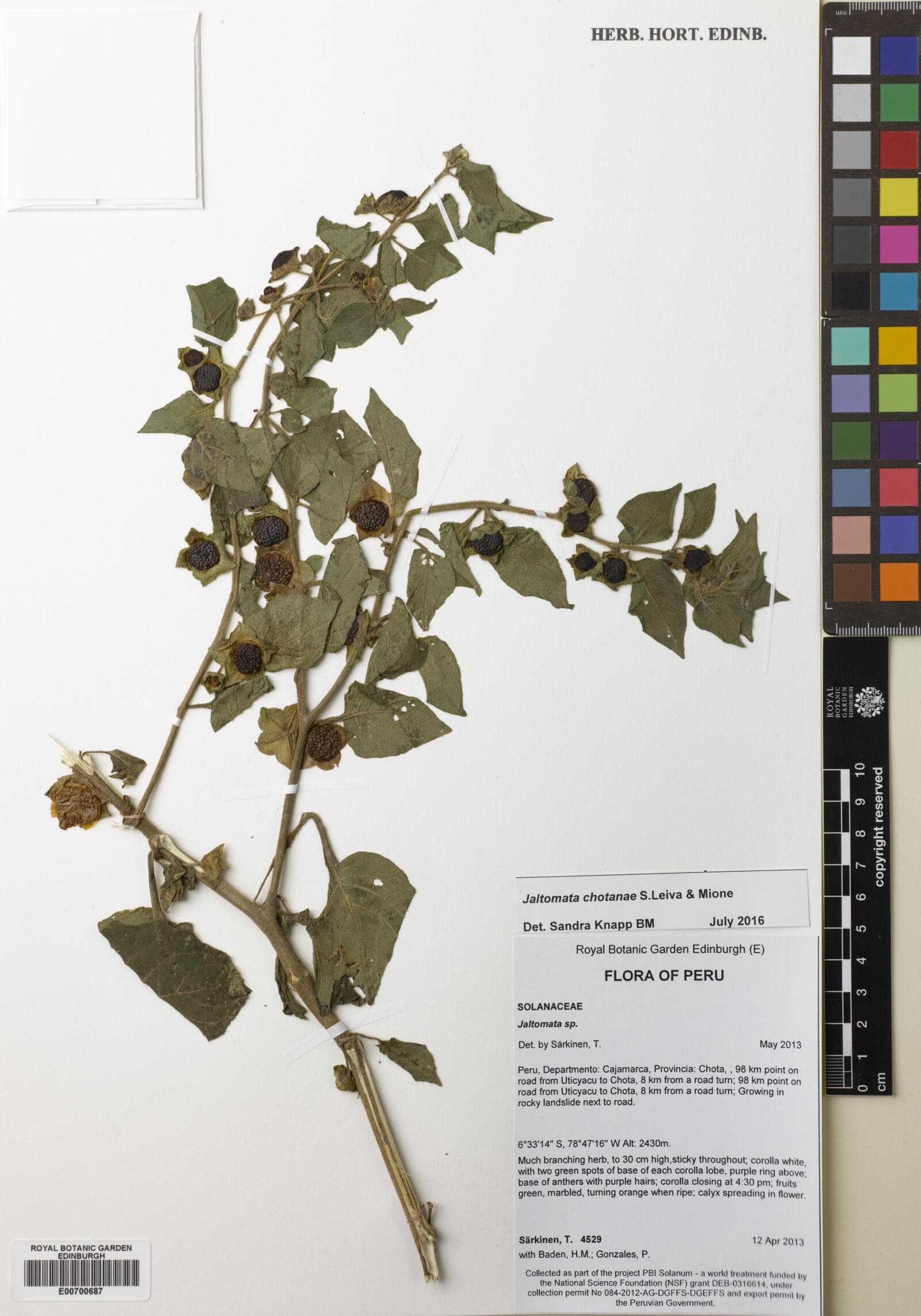 Jaltomata chotanae