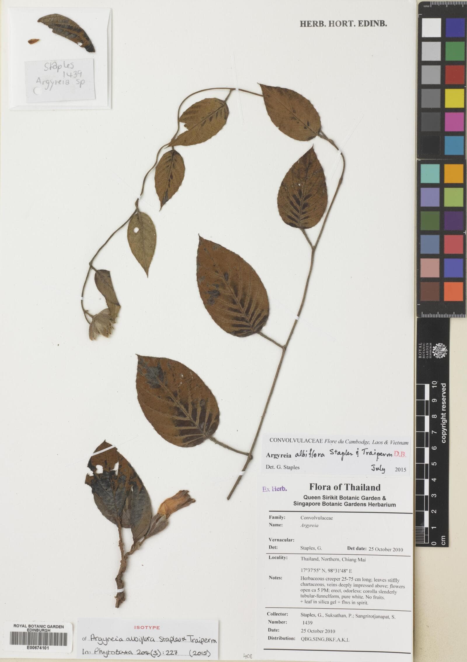 Argyreia albiflora