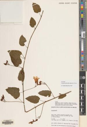 Jacquemontia subsessilis