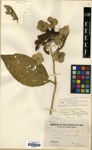 Hydrangea chungii