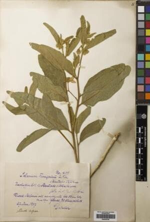 Solanum francisii