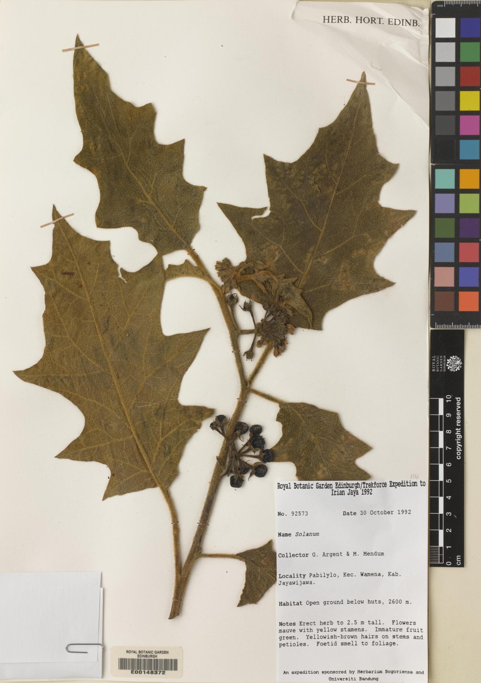 Solanum dammerianum