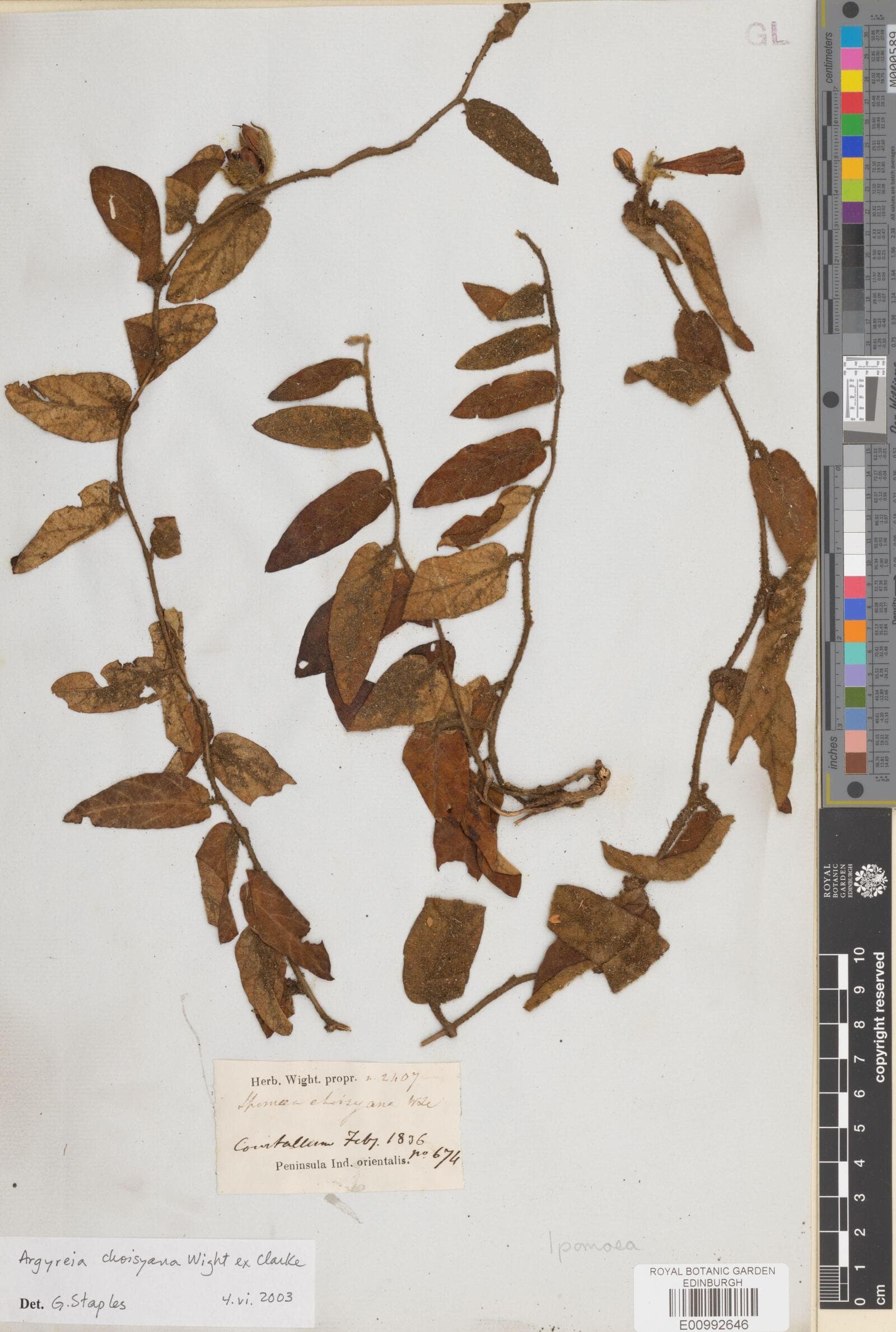 Argyreia kondaparthiensis