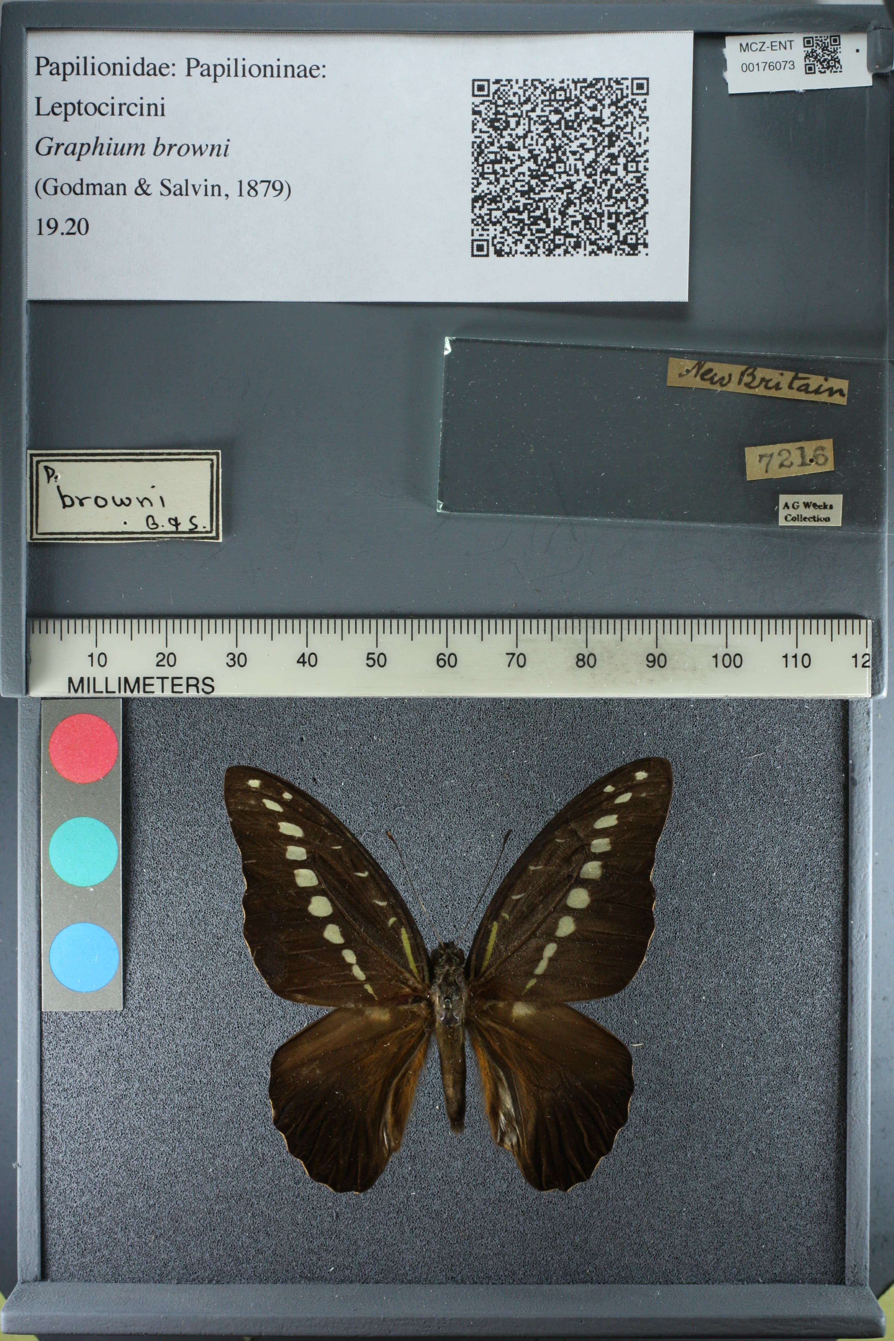 Graphium browni