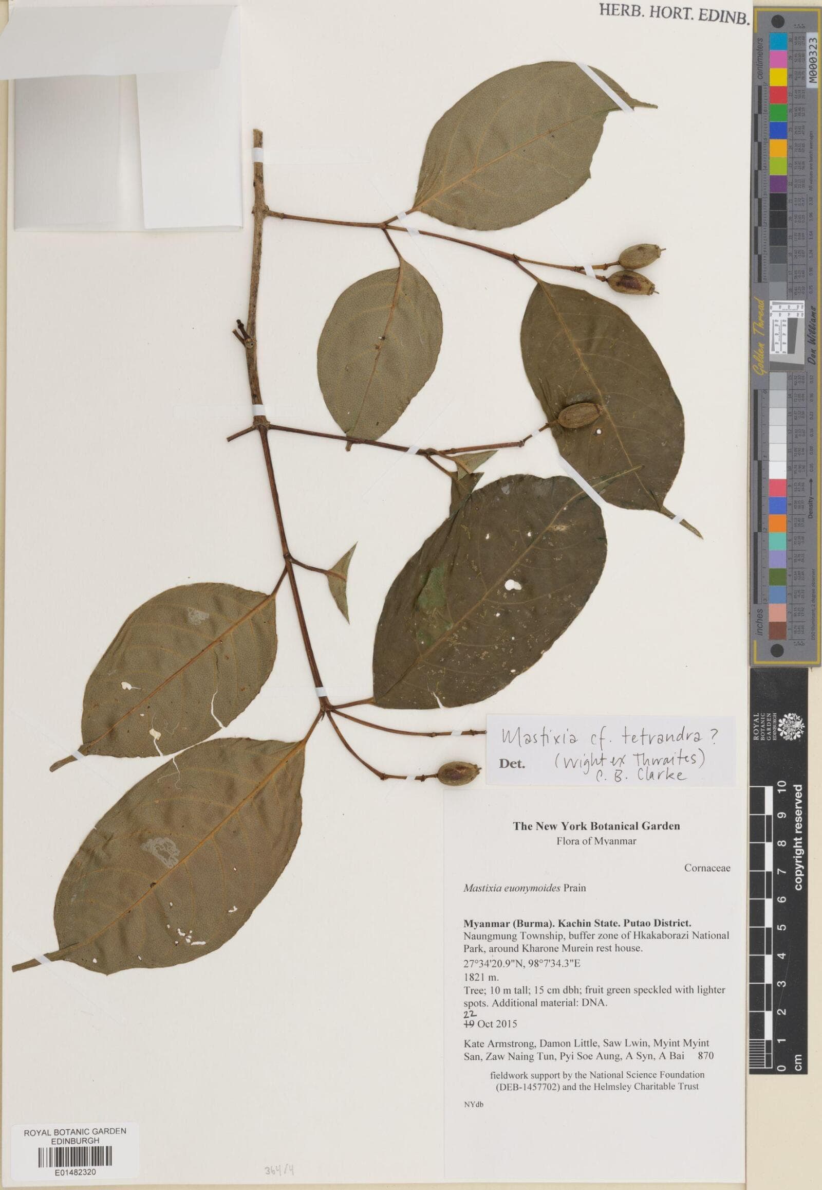 Mastixia tetrandra