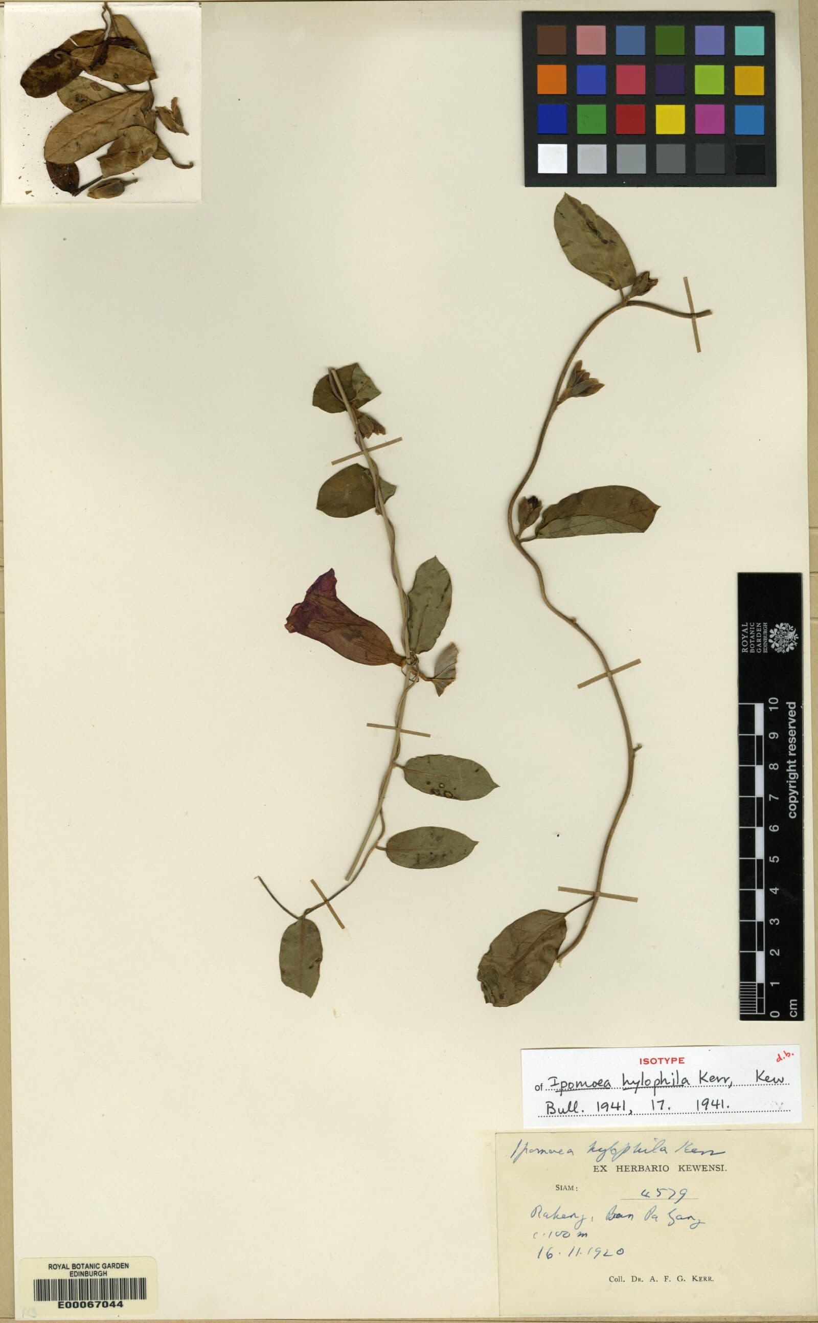 Argyreia hylophila