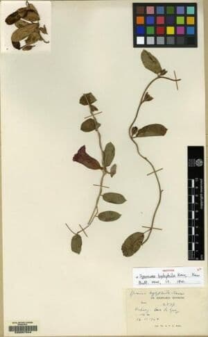 Argyreia hylophila