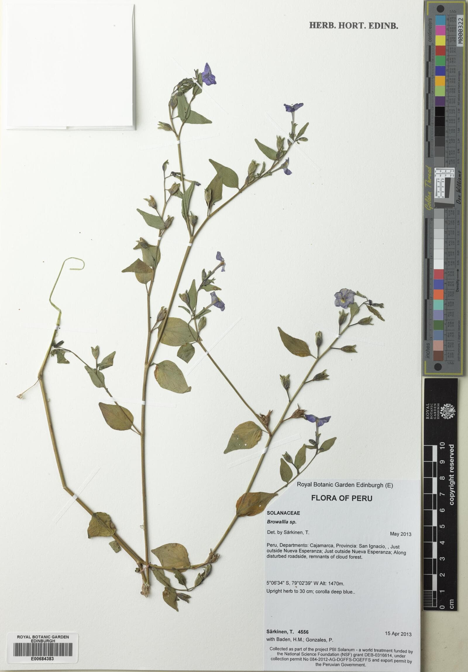 Browallia coalita
