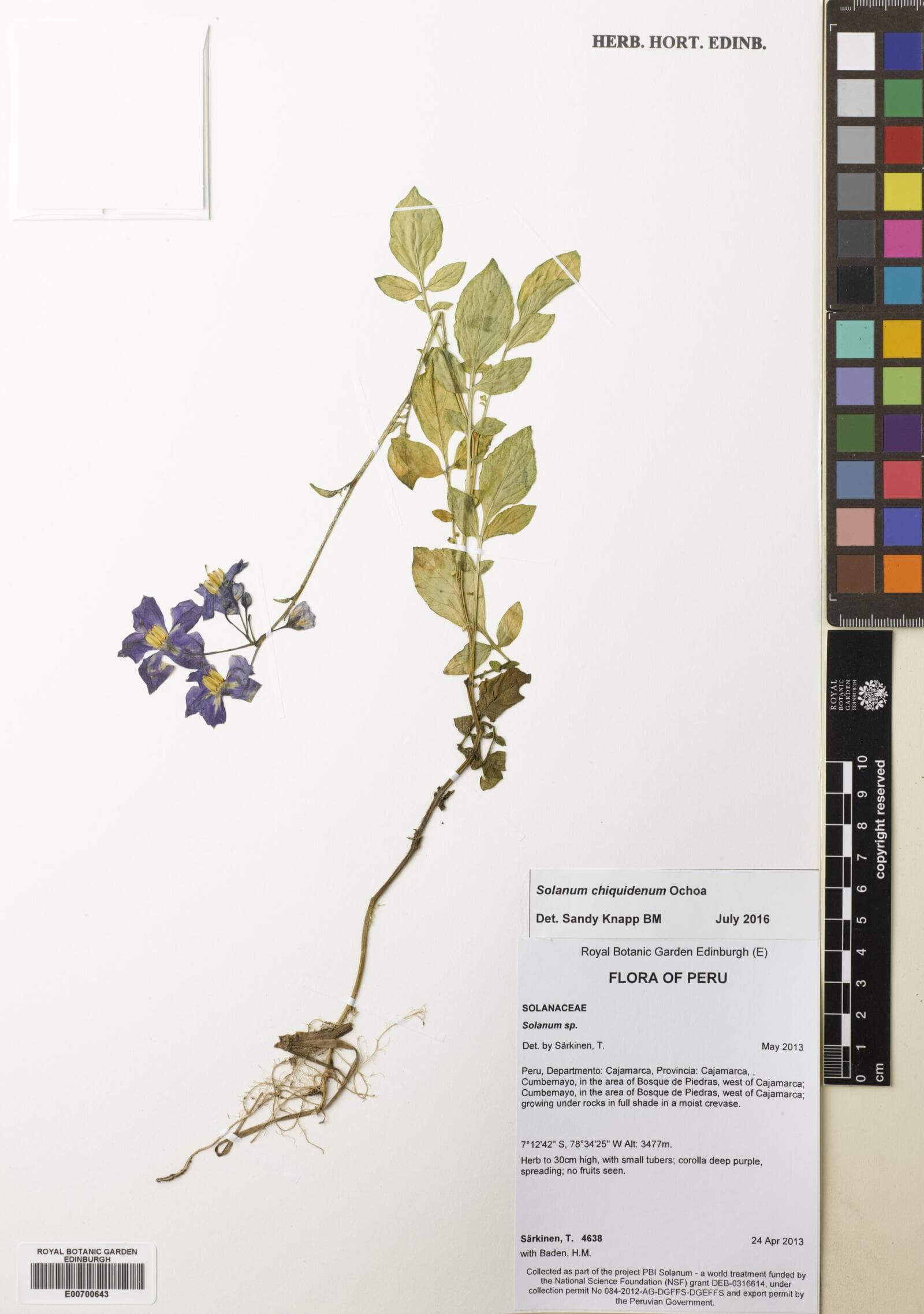 Solanum chiquidenum